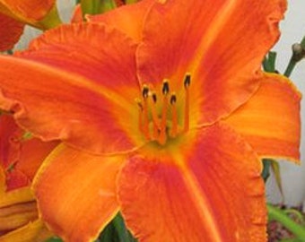 Daylily, Fire King. flowering plant, live plant, more plants in my shop at, www.etsy.com/shop/ThePlantBoutique