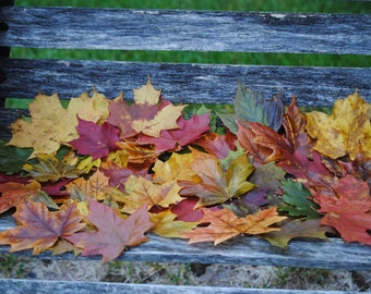 REAL MAPLE LEAVES. Preserved Maple Leaves, Fall Decor, Wedding Decoration. Maple Leaf Table, Aisle Decor