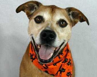 Black Cats Halloween Dog Bandana