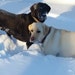 FURnomenal Collars