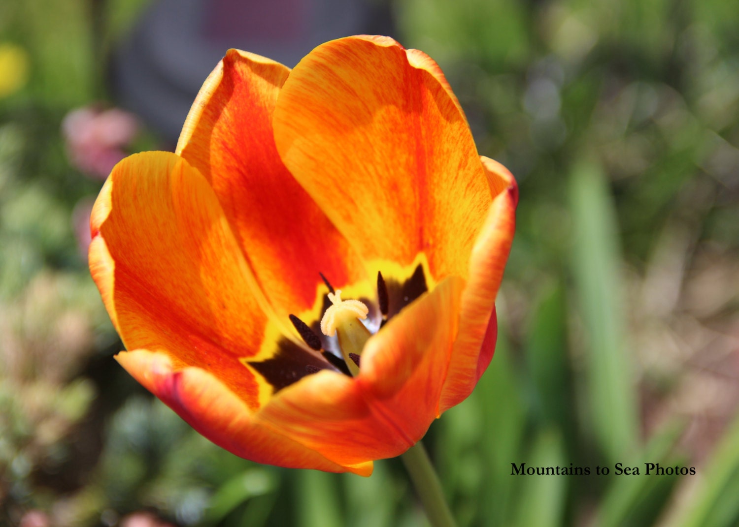 Orange tulip 5x7 floral photo fine art print spring flower