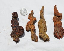 dinosaur feces for sale