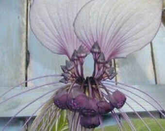 Purple Bat Flower Integrifolia * Seeds