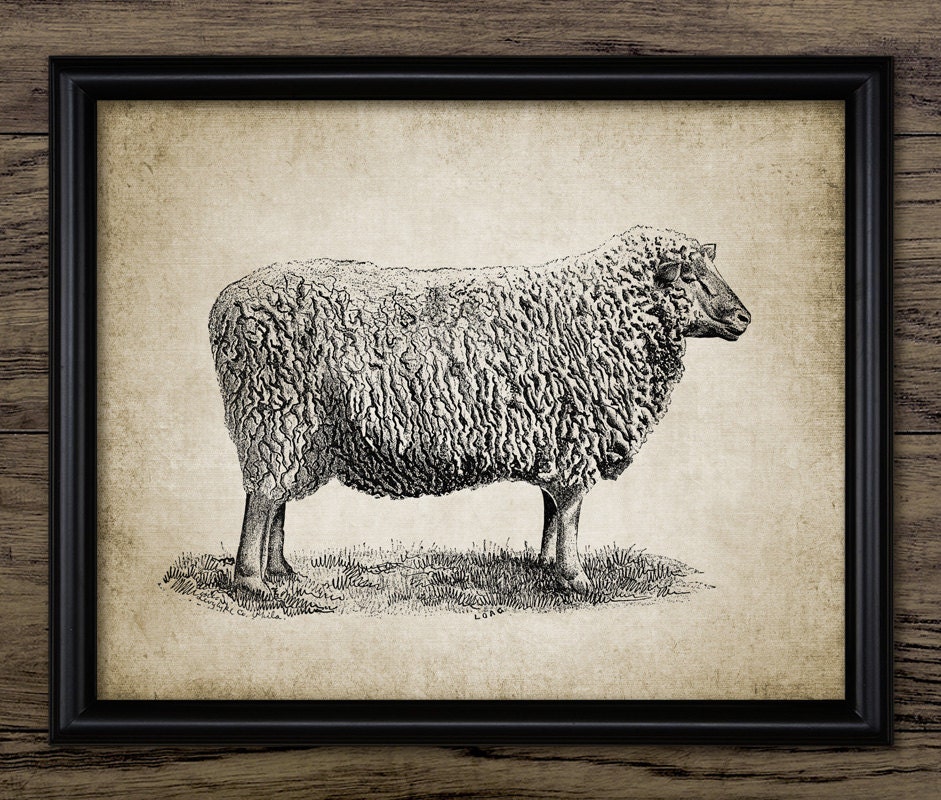 Vintage Sheep Print Farm Animal Illustration Sheep Farming