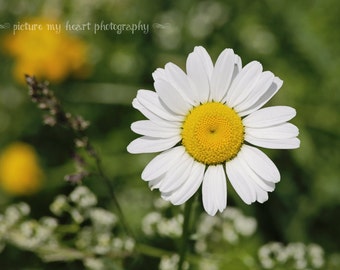 Adorable Mini Daisy Floral Art Print