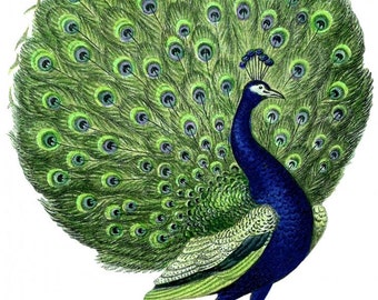 Peacock - Temporary tattoo