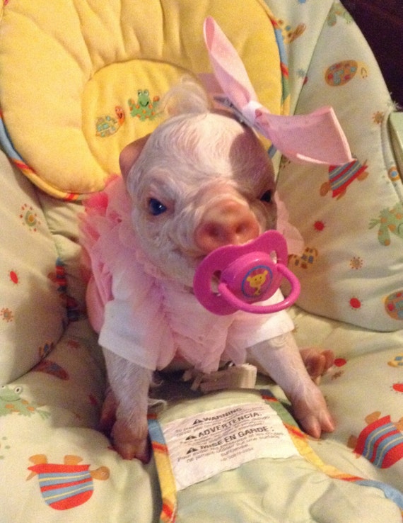 pig reborn doll