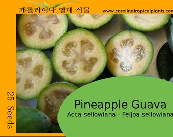 Pineapple Guava - Acca sellowiana - Feijoa sellowiana - 25 Seeds