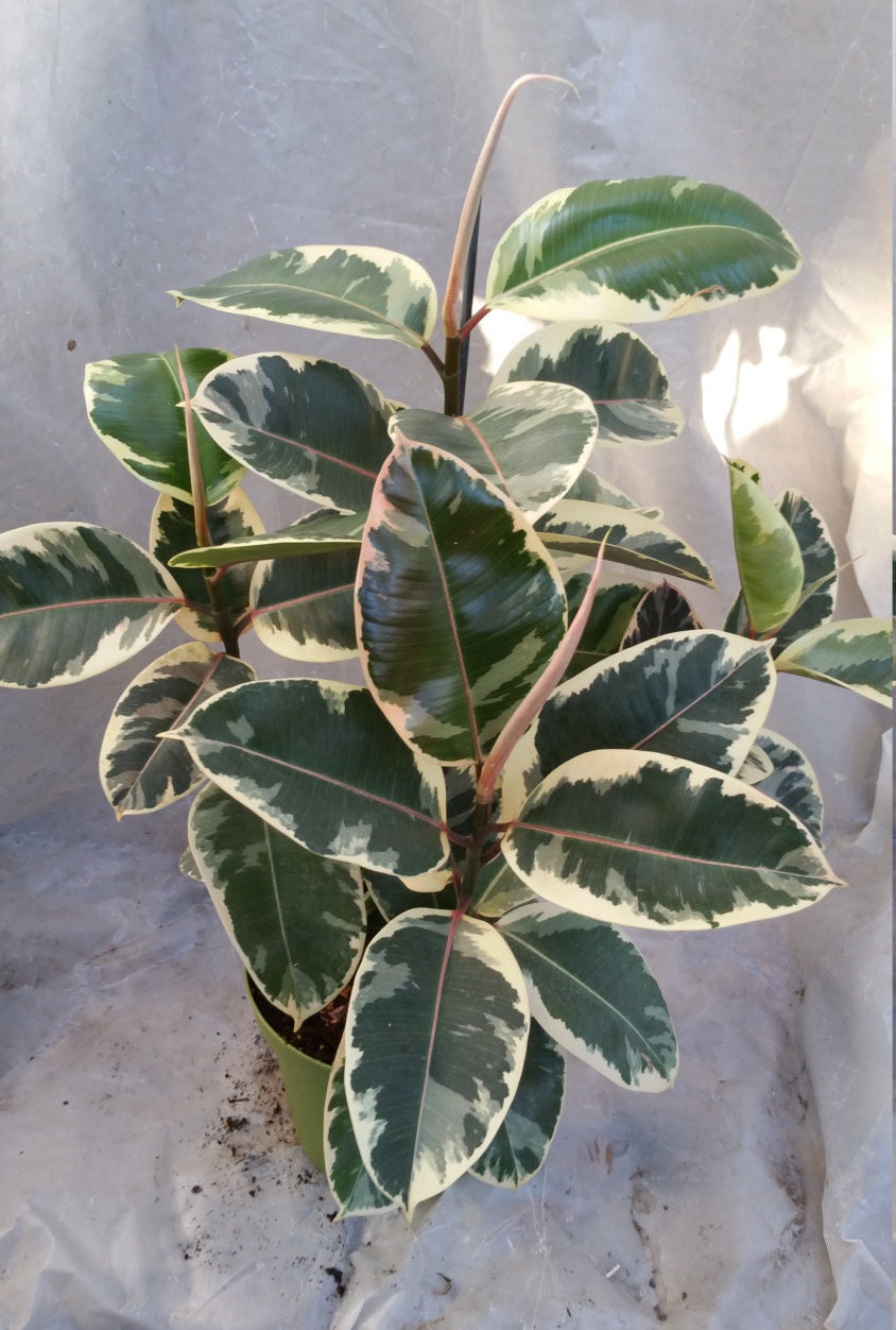 Ficus Elastica Tineke Plant in 8 Pot - About 24 tall - Nice