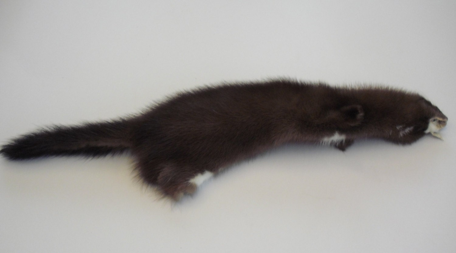 Wild Mink Pelt Mink Skin Mink Taxidermy Animal Skin