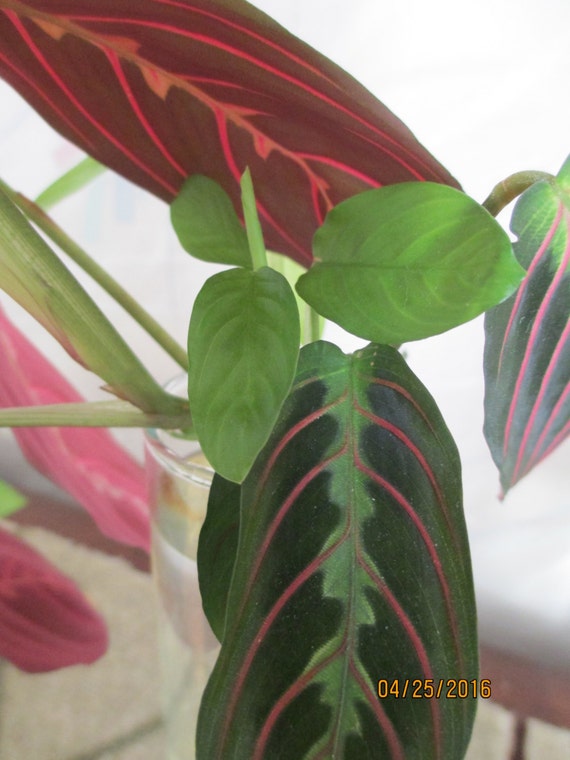 Red Prayer Maranta leuconeua Small Starer by frommywatergarden