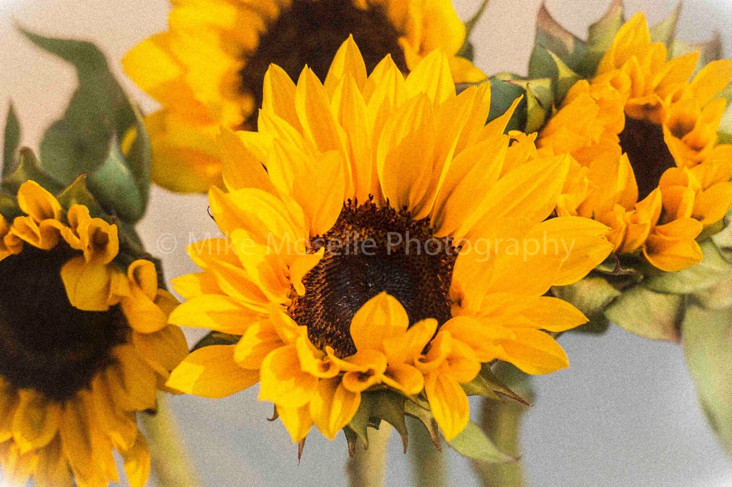 Sunflowers Closing for the Night