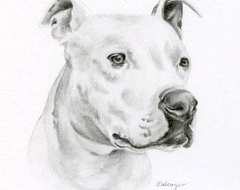 Custom Pencil Drawing, size 4 x 4 OR 5 x 5, Custom Pet Portrait, Custom Pet Drawing, Dog Art, Dog Portrait, Dog Pencil Drawing, Graphite