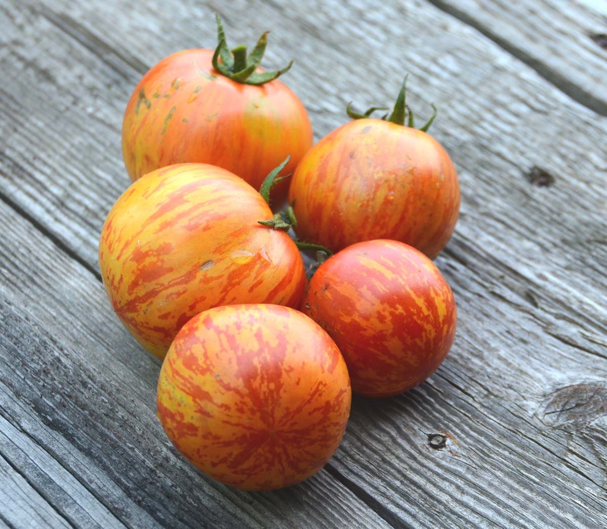 Red Zebra Tomato Seed Heirloom Tomato Non GMO Seeds