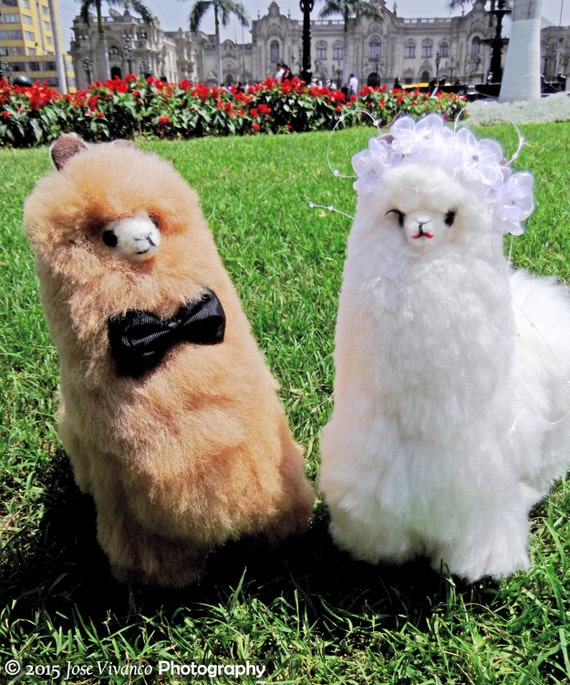 stuffed alpacas