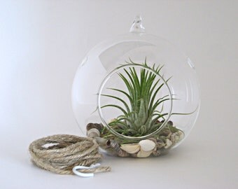 Beach Terrarium Kit, SEASHELLS with Air Plant, Hanging Terrarium with Tillandsia, Beach House Gift
