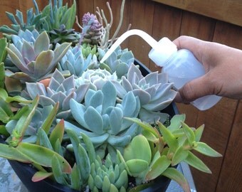 Watering bottle (small) with angled spout/Succulent Planter Assessory/Garden Assessories/succulent arrangement/succulent/ cactus/planter