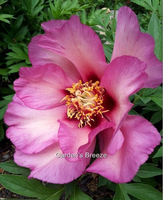 Itoh Peony Takara 810 eye root by GardensBreeze on Etsy