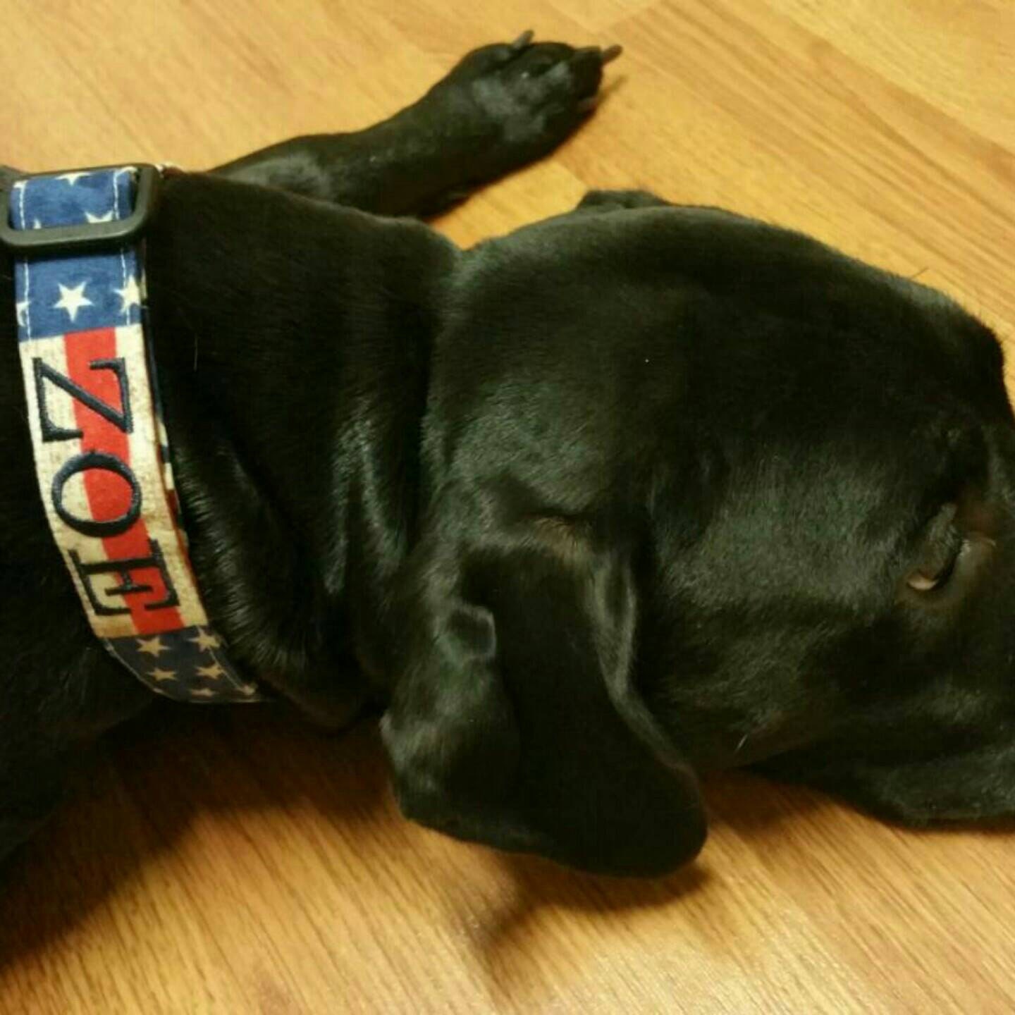 Handmade Unique Personalized Pet Items by PrettyPuppyPetCollar