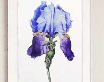 Watercolor iris | Etsy