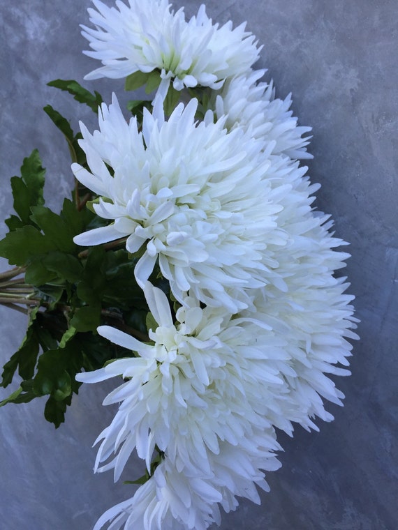 White Spider Mums