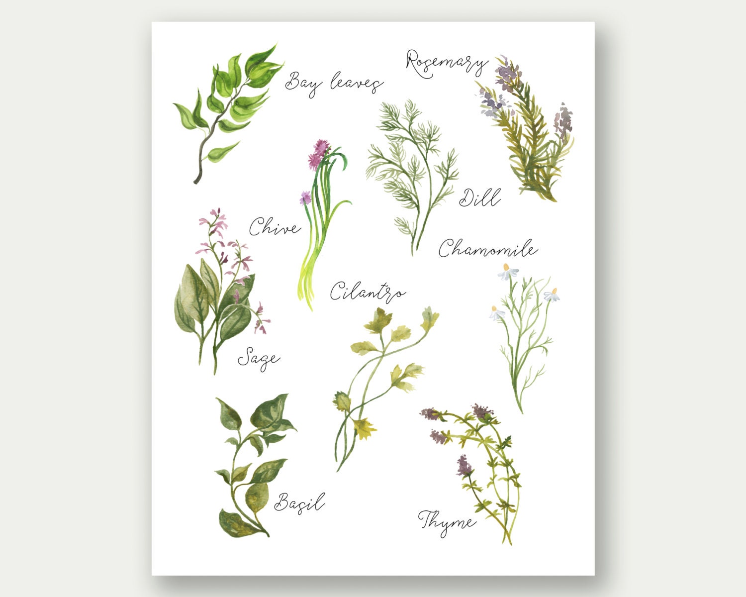 Culinary Herbs Printable Kitchen Art Herbs Collection Herbs on {keyword}