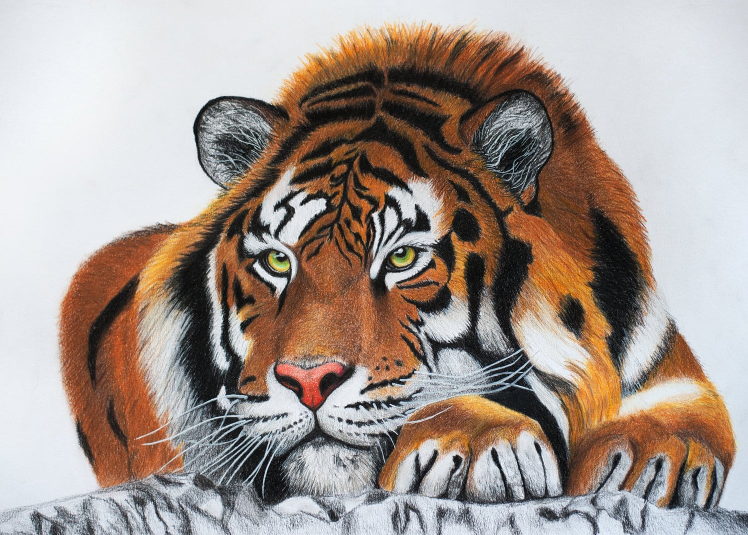 Disegno Della Tigre Illustrazione Di Matite Colorate