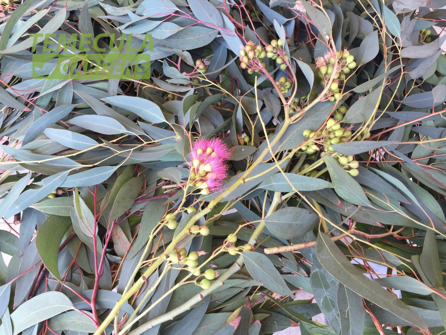Fresh Eucalyptus Branches Leaves 3LBS USA Wild by TemeculaGardens
