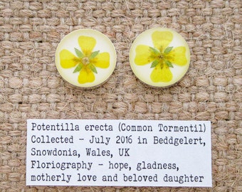 Common Tormentil Flower Stud Earrings. Sterling Silver 925 Botanical Earrings with real flower specimen.