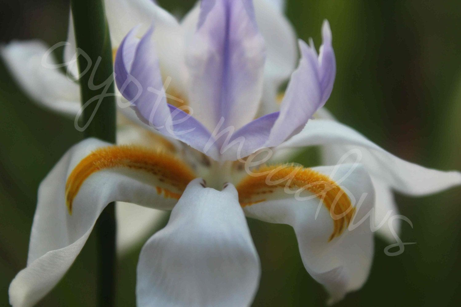 African Iris Butterfly Iris Single Flower White