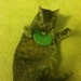 Tabby K