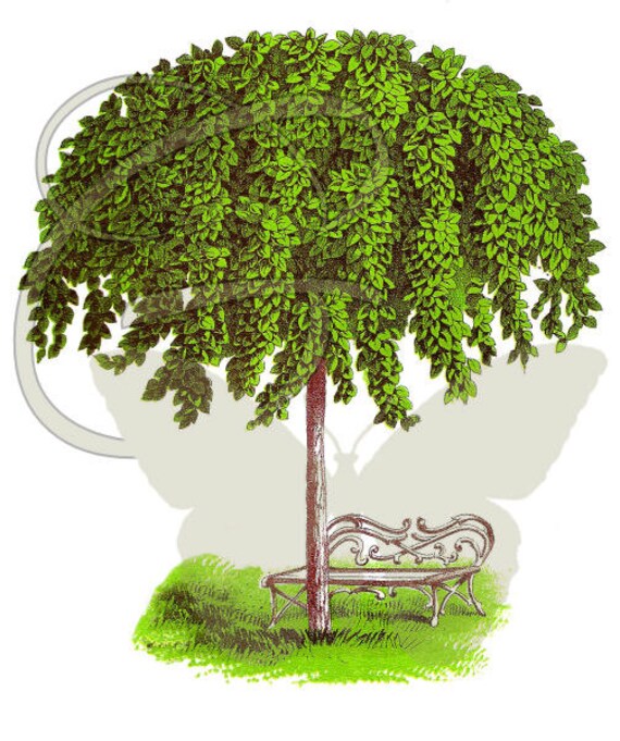 Elm Tree Digital Printable Illustration Clip by thegraphicsmonarch