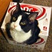 scampthecat