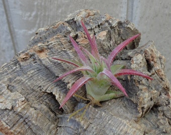 Tillandsia Tectorum Ecuador