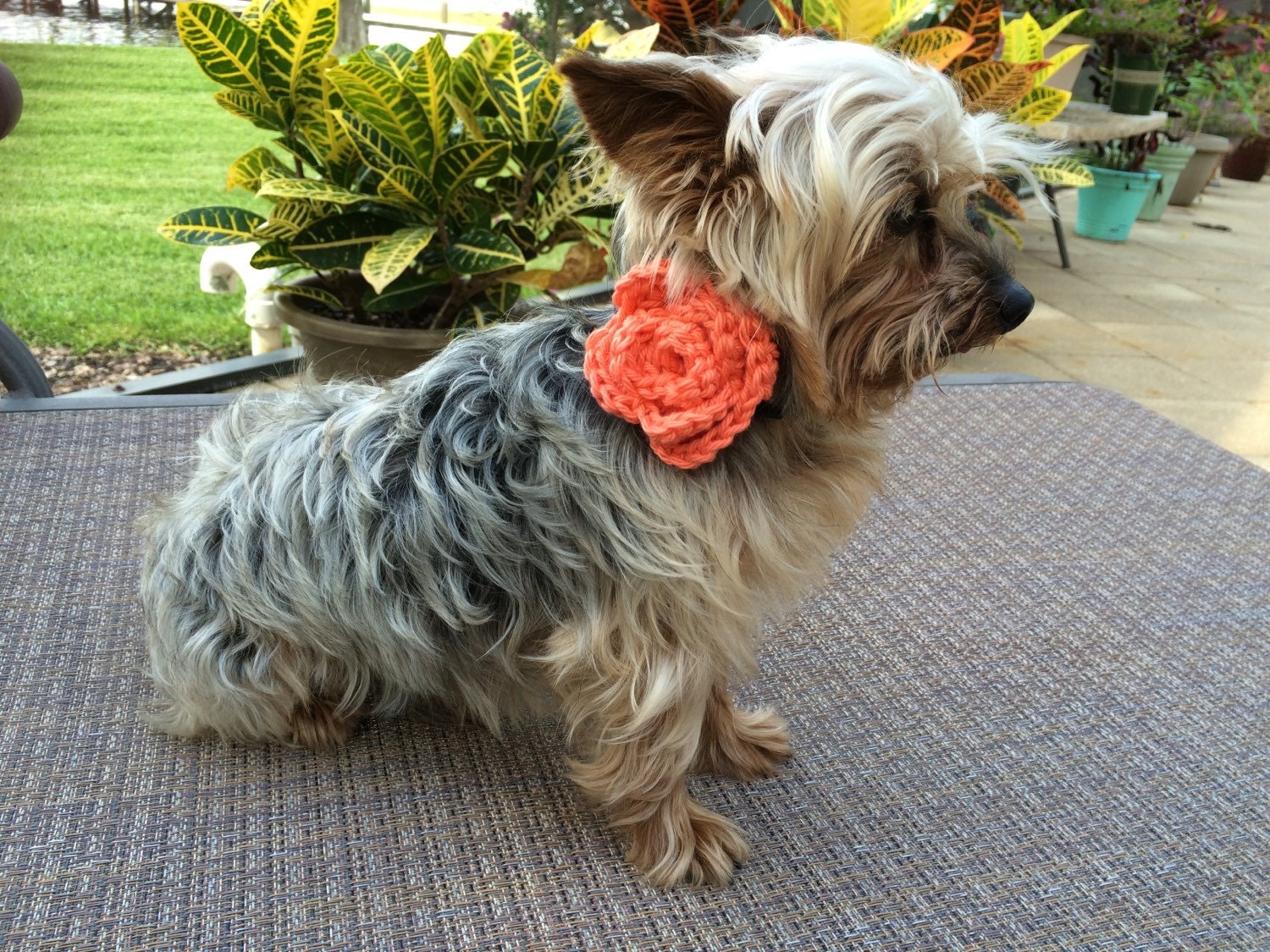 Flower Dog Collar Dog Collar Flowers Attachment Peach. Dog