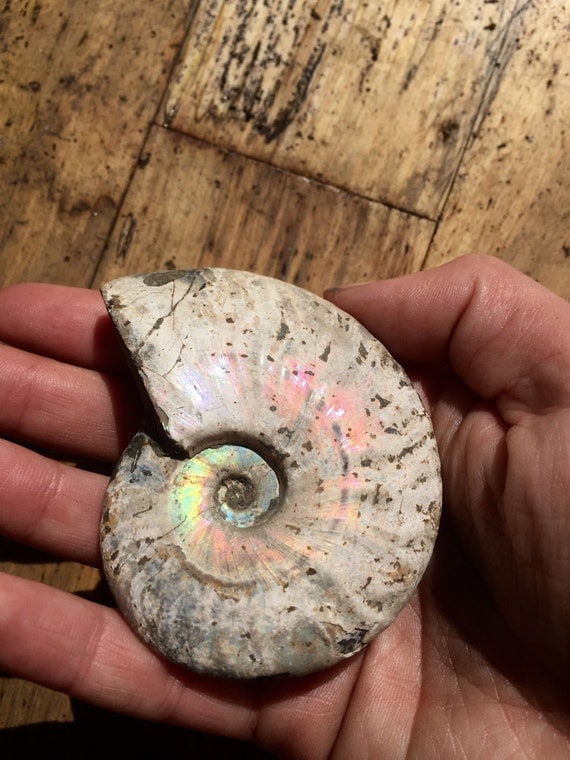 Large Opal Ammonite Ammonite Fossil Specimen