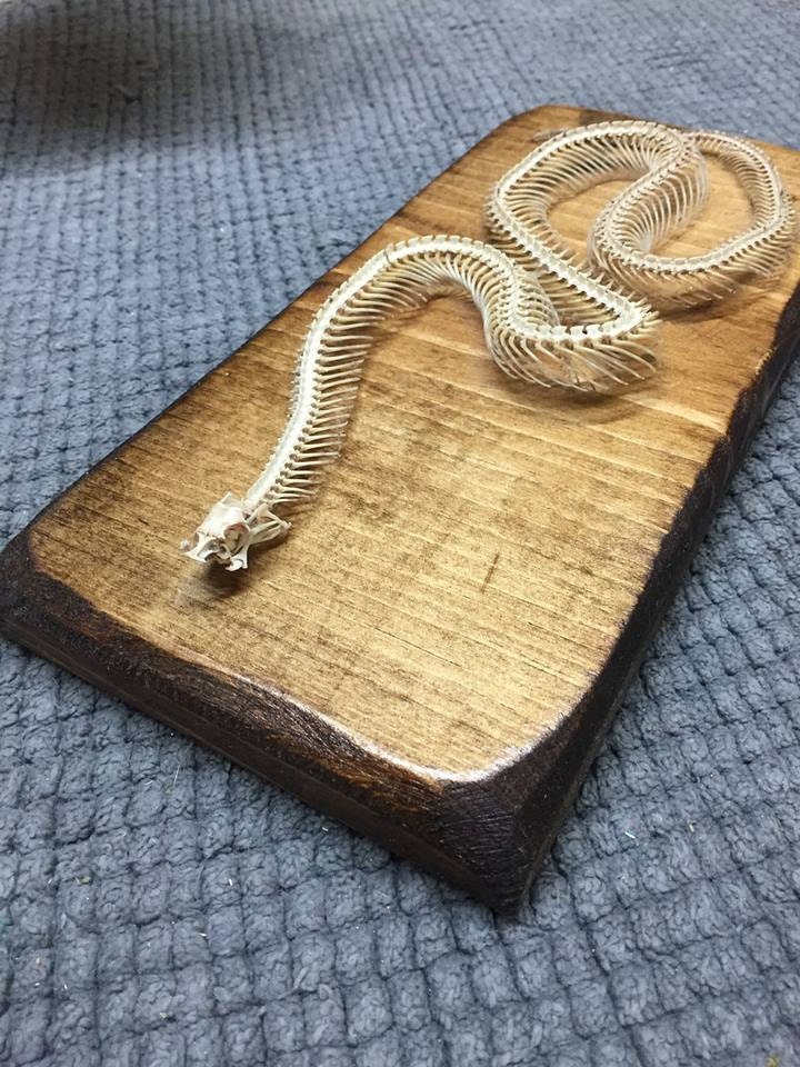 SALE VENOMOUS Hognose snake skeleton on wood plaque