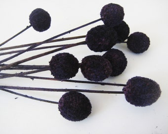 10 deep purple Billy Balls, Billy Buttons, Crespedia, Craspedia, 10" stems for crafting, DIY projects, Weddings