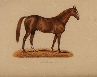1890 0riginal Antique Natural History Chromolithograph of a horse Wellingtonia Animal Print- Nature print Very Rare