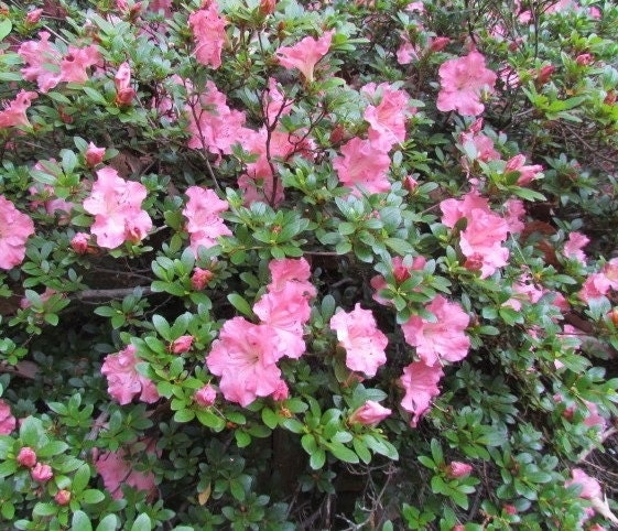 Gumpo Pink Dwarf Evergreen Azalea Live Plant Trade