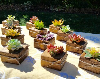 75 Succulent Wedding favors, succulent Bridal shower favors, succulent baby shower favors