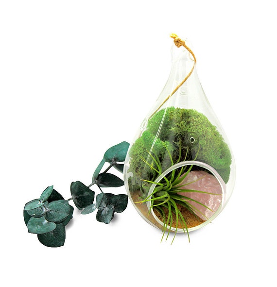diy air plant holder diy terrarium kit air plant holder tabletop garden diy air plant holder diy terrarium kit air plant holder tabletop garden