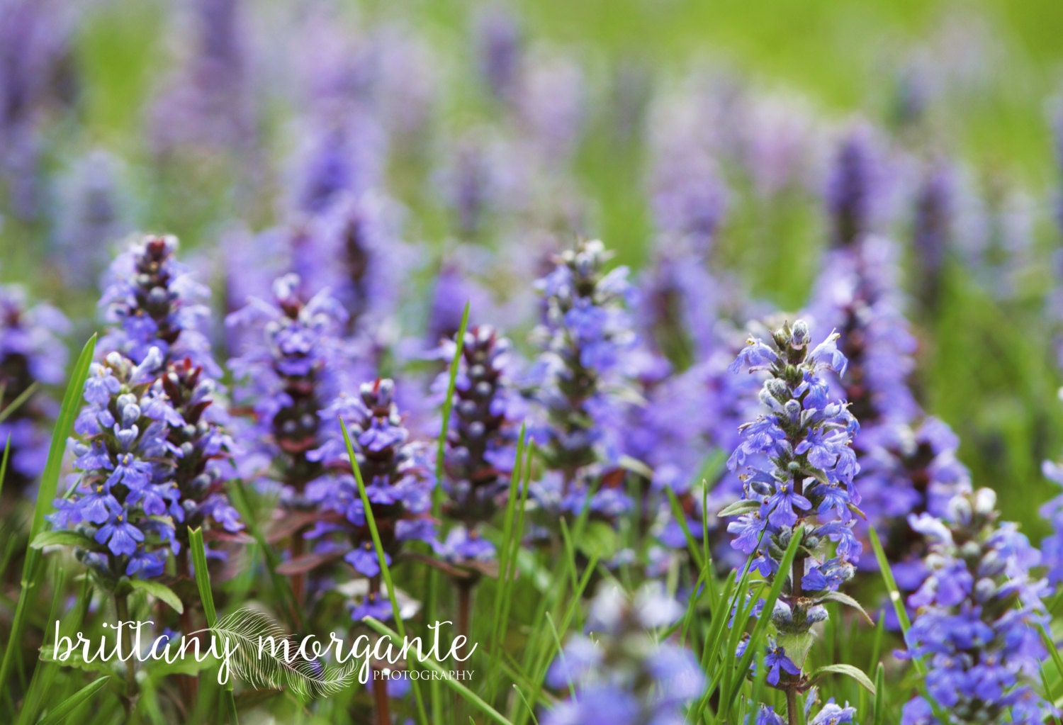 Purple PA Wildflower
