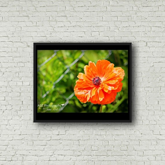 Beautiful orange poppy fine art home decor wall art photo