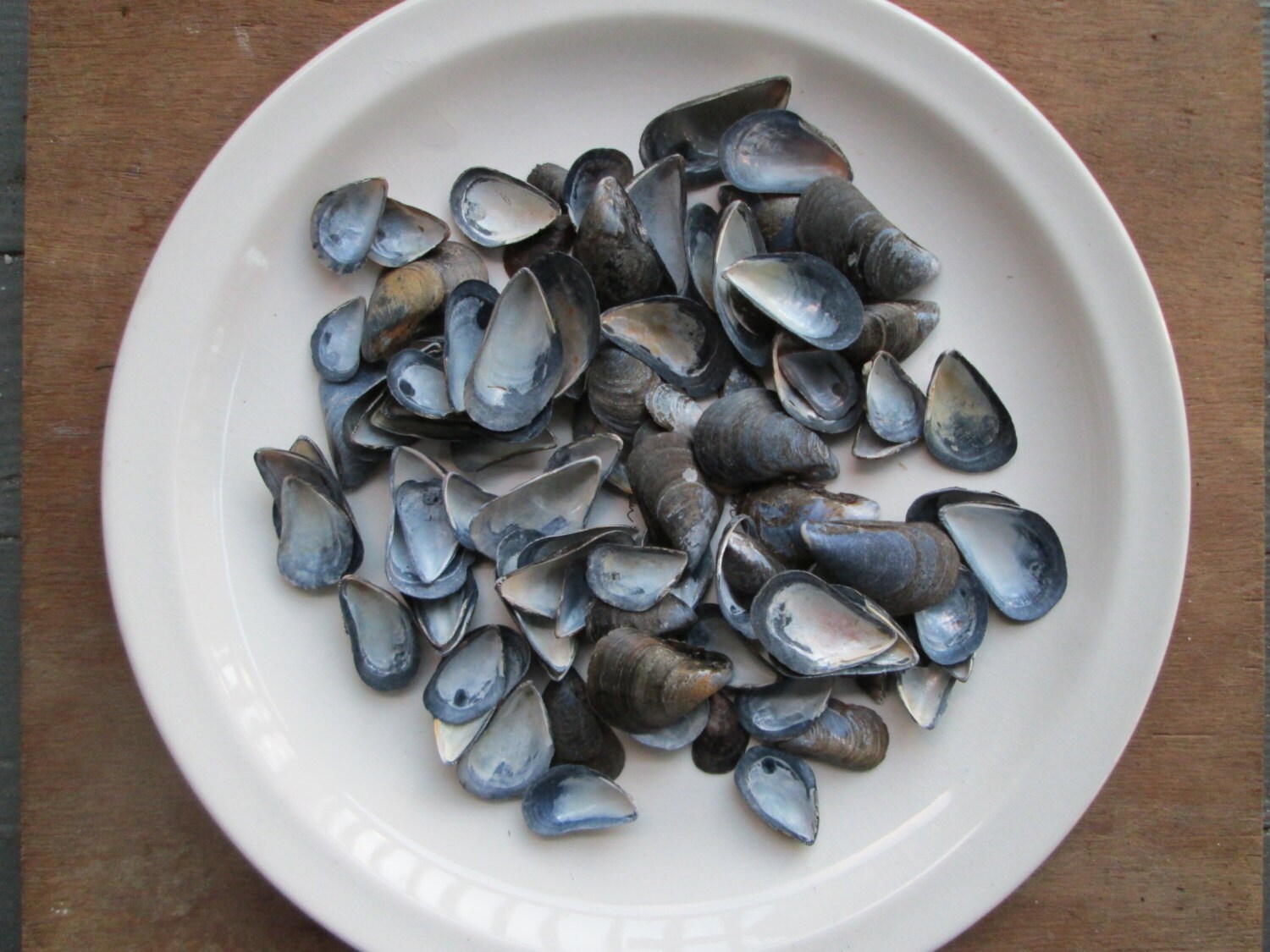 100 Natural Small Blue Mussel Shells Small Mussels Shell