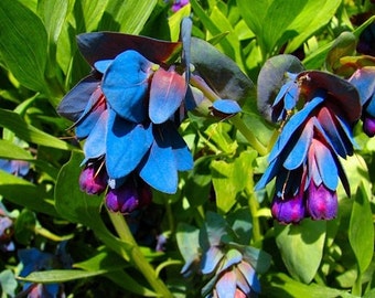Blue Shrimp Pride Of Gibraltar Flower Seeds / Cerinthe / Perennial 25+
