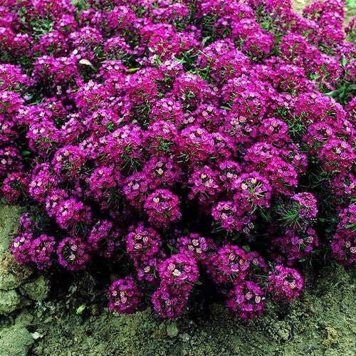 Alyssum Royal Carpet Flower Seeds Lobularia by UnderTheSunSeeds