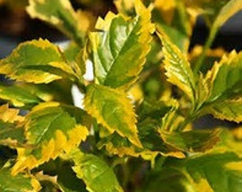 Duranta erecta Gold Edge