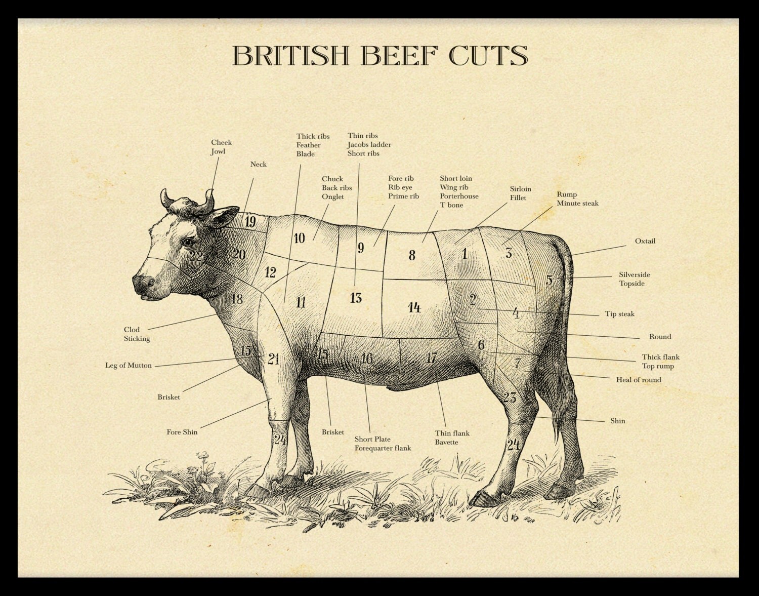 British Beef Cuts Etching. Vintage Style Cow Print ideal for