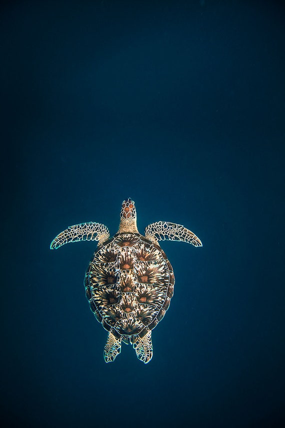 Green Turtle in the Deep Blue Sea Sea Turtle Photo